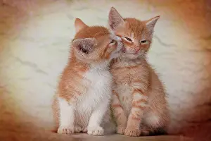 Canoodle: Red tabby kittens