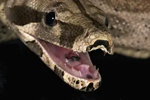 Constricting: Red-tail Boa Constrictor