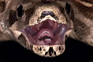 Constricting: Red-tail Boa Constrictor
