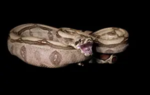 Constricting: Red-tail Boa Constrictor