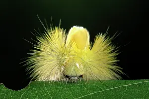 Pudibunda: Red Tail Moth - head of a caterpillar spike with