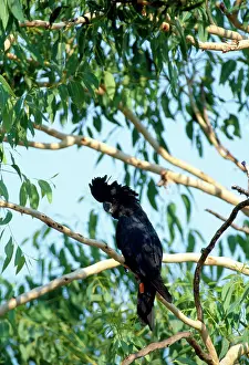 Calyptorhynchus: Red-tailed Black Cockatoo