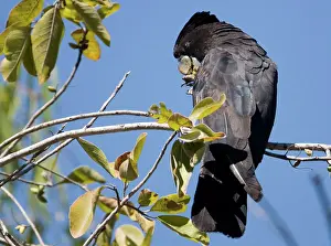 Calyptorhynchus: Red-tailed Black-Cockatoo