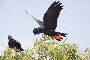 Cockatoos: Red-tailed Black-Cockatoo