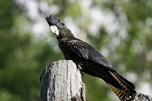 Cacatuidae: Red-tailed black cockatoo