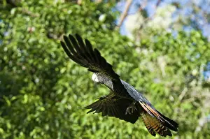 Cacatuidae: Red-tailed black cockatoo