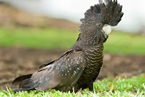 Cacatuidae: Red-tailed Black-cockatoo