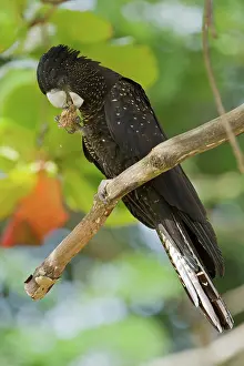 Cacatuidae: Red-tailed Black-cockatoo