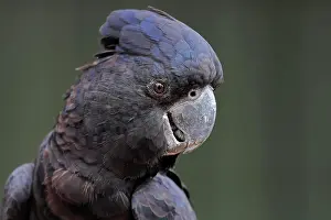 Cockatoo: Red-tailed Black Cockatoo (Calyptorhynchus banksii)