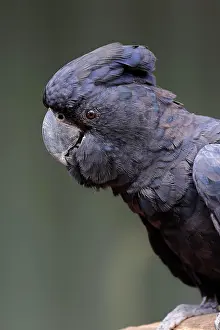 Cockatoo: Red-tailed Black Cockatoo (Calyptorhynchus banksii)