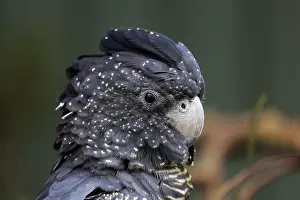 Cockatoo: Red-tailed Black Cockatoo (Calyptorhynchus banksii)