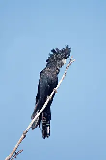 Calyptorhynchus: Red-tailed Black-Cockatoo - female