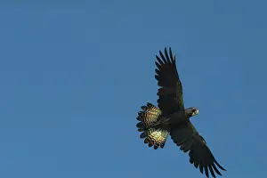 Cockatoos: Red-tailed Black Cockatoo - female, in flight