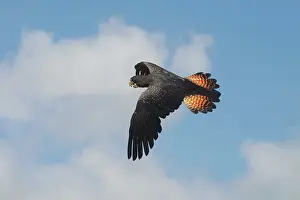 Cockatoos: Red-tailed Black-Cockatoo - Female, in flight