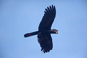 Calyptorhynchus: Red-tailed Black-Cockatoo - in flight