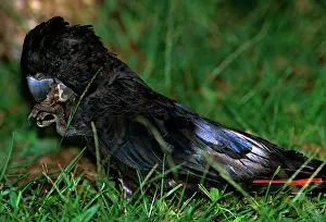 Calyptorhynchus: Red-tailed Black Cockatoo - On ground, putting