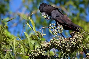 Calyptorhynchus: Red-tailed Black-Cockatoo - male adult Red-tailed