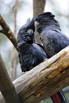 Cockatoo: Red-tailed black cockatoos (Calyptorhynchus banksii)