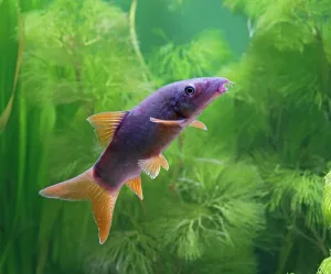 Loaches: Red tailed blue botia / Orange finned loach - side