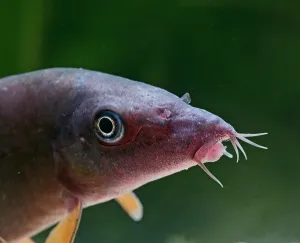 Barbel: Red tailed blue botia / Orange finned loach E close