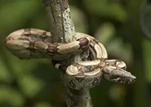 Constricting: Red-tailed Boa