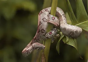 Constricting: Red-tailed Boa