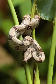 Nonvenomous: Red-tailed Boa (Boa constrictor constrictor)