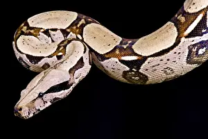 Imperator: Red-tailed boa, Boa constrictor imperator