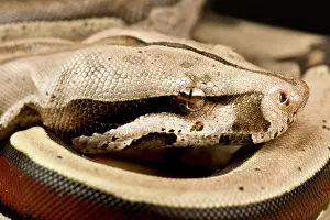 Physiological: Red-Tailed Boa Constrictor (Boa constrictor cons