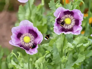 Bombus: Red-Tailed and Buff-tailed Bumblebees (Bombus terrestris)