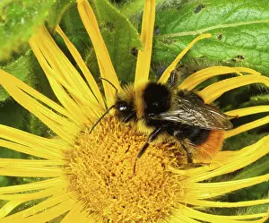 Bombus: Red-tailed bumble bee