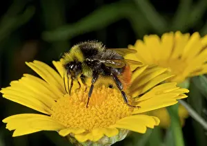 Bombus: Red-tailed Bumble-bee