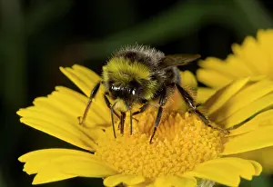 Bombus: Red-tailed Bumble-bee - male