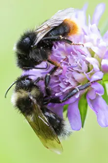 Bombus: Red-Tailed Bumblebee