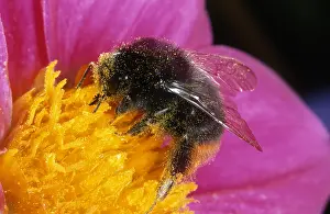 Bombus: Red-tailed Bumblebee