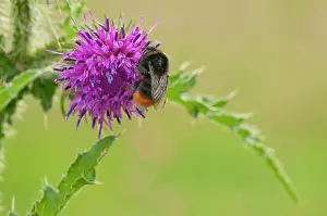 Bombus: Red-Tailed Bumblebee