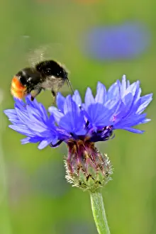 Cornflowers: Red-tailed Bumblebee and Cornflower (Centaurea