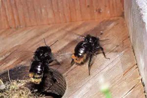 Bumblebees: Red-Tailed Bumblebee - Fanning nest
