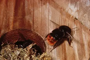 Cool: Red-tailed BUMBLEBEE - fanning nest with wings to keep cool