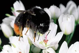 Bumblebees: Red-Tailed Bumblebee - feeding