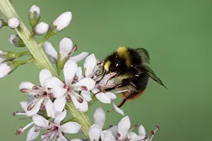 Lapidarius: Red-tailed Bumblebee - male on garden flower