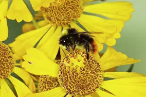 Helenium: Red-tailed bumblebee - male on Helenium Flower