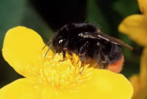 Bumblebees: Red-tailed Bumblebee - on Marsh Marigold flower