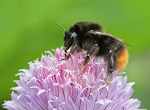 Bumblebees: Red-Tailed Bumblebee worker female on Chive flower
