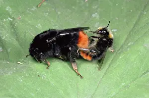 Bumblebees: Red-tailed Bumblebees - mating pair