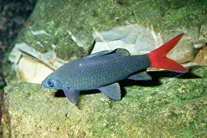 Catfish: Red-tailed Catfish