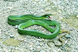 Ratsnakes: Red-tailed Green Ratsnake