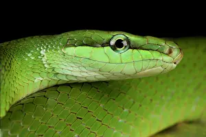 Burma: Red-tailed green ratsnake (Gonyosoma oxycephalum)