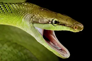 Opened: Red-tailed green ratsnake (Gonyosoma oxycephalum