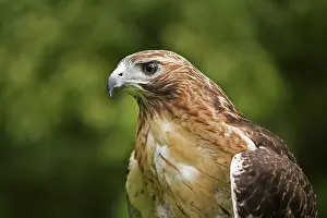 Wildllife: Red-Tailed Hawk